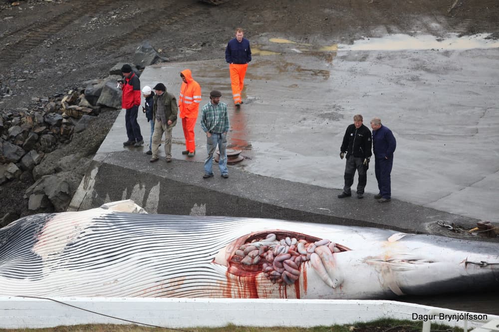 アイスランドの捕鯨シーズン終了、ナガスクジラ93頭を捕獲